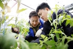 삼성SDS 고순동 사장이 4월 25일 경기도 파주에 위치한 교남어유지동산에서 지적장애인, 봉사리더와 함께 토마토가 잘 자랄 수 있도록 유인작업과 순따기를 하고 있다. 고순동 사장을 비롯한 50명의 봉사리더들이 참여하여 장애인들과 함께 상추, 부추와 같은 채소를 수확하고, 마당 정비작업을 하는 등 적극적인 봉사활동을 펼쳤다. (사진제공: 삼성SDS)