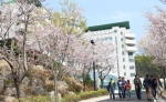 벚꽃이 만발한 동명대학교의 캠퍼스 전경