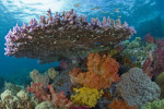 메리케이, 바다를 구한다는 사명으로 산호초 보호·복원 활동 지원