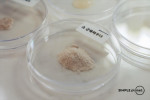 단백질 함량을 높인 심플플래닛의 세포 유래 식품원료 파우더