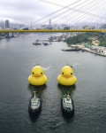 DOUBLE DUCKS by Florentijn Hofman, organised by AllRightsReserved, will see two rubber ducks take pride of place in Victoria Harbour from 10–23 June. (Photo credit: @ARR.AllRightsReserved)
