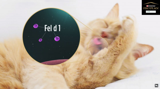 고양이 침샘과 피지샘에서 발생되는 Fel d 1 알러젠