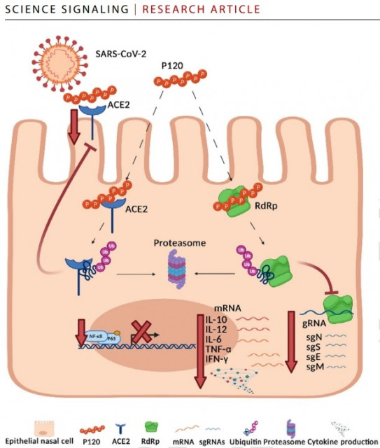 폴리피(Polyp)의 예방과 바이러스 복제 억제 기능은 ACE2와 RdRp 억제를 통해 이뤄진다. 해당 도표는 사이토카인 스톰을 막아 바이러스 감염 여파로 이뤄진 면역 이상에 따른 부수적 질환을 막아주는 기능을 도식화한 것