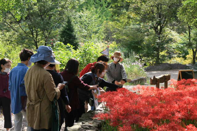 신구대학교식물원이 가을 식물 전시 ‘꽃무릇 산책’을 개최한다