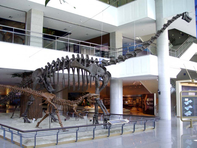 한국자연사박물관 1층에 전시된 청운공룡과 육식공룡 알로사우르스의 화석