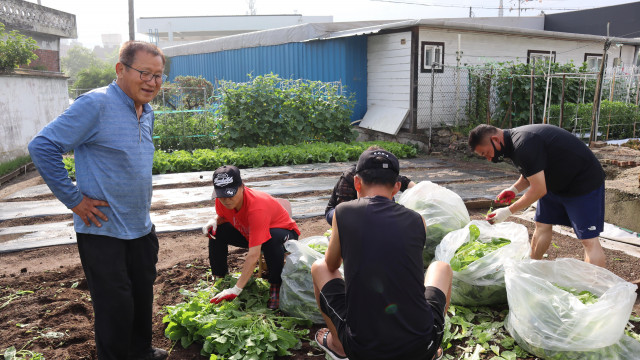 지난 15일(토) 봉명마을조합과 호두나무 봉사단이 봉명마을조합 텃밭에서 재배한 열무를 수확하고 있다