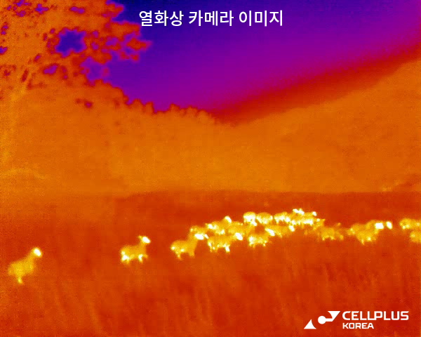 주변 조명이 전혀 없는 어두운 산간지역에서 셀플러스 열화상 카메라로 촬영한 양떼 모습