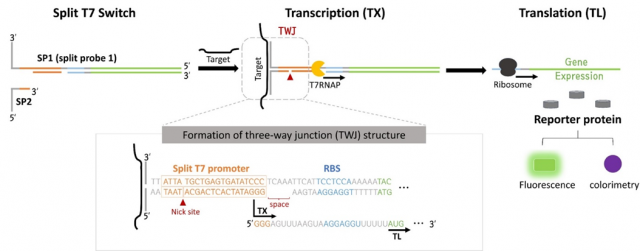 분할 T7 스위치(Split T7 switch) 기반의 CFPS system의 작동 원리, Split probe 1(SP1)과 SP2로 이뤄진 검출 프로브는 표적 핵산이 존재할 때만 삼방향 접합구조를 이룬다. 삼방향 접합구조가 형성되면서 분할돼 있던 T7 프로모터 영역이 이중가닥으로 완전히 구성되고, 표적 핵산의 존재에 의해 특이적으로 전사 및 번역이 개시될 수 있다. 유전자 발현 부분에 다양한 리포터 단백질을 인코딩함으로써 다양한 검출 방식(형광, 발색)으로 활용이 가능하다. 사진은 건국대 연구도식