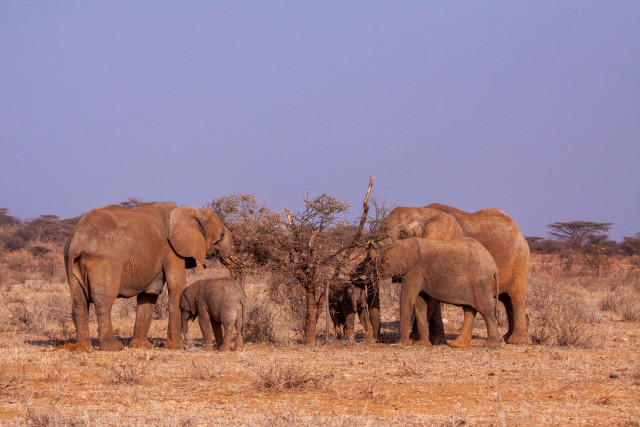 가뭄 기간에 나무를 먹고 있는 코끼리(© WWF-US/ Bruce D. Taubert)