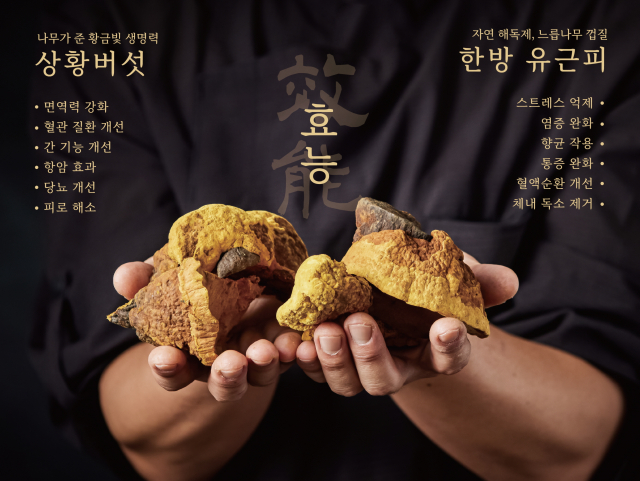 코다리찜에 사용하는 상황버섯과 한방 유근피는 면역력 강화, 항산화, 혈액 순환 개선 등에 도움을 주는 건강 식재료로, 명품어담은 이를 정성껏 달여 깊은 맛과 건강을 함께 담아낸다