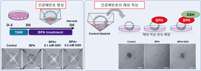 건국대학교 첨단바이오공학부 도정태 교수 연구팀이 난자 없이 줄기세포만으로 제작한 ‘인공배반포(blastoid)’를 이용해 환경호르몬 ‘비스페놀 A(BPA)’의 배아 독성을 평가하는 플랫폼 개발에 성공했다