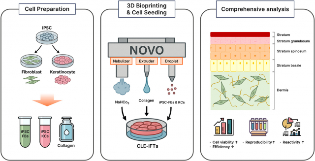 3D바이오프린팅 기반 유도만능줄기세포(iPSCs) 전층 인공피부(CLE-iFTs) 제작