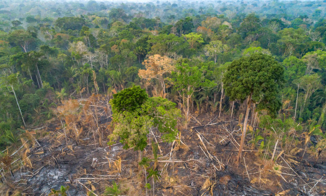 아마존 열대우림의 산림파괴 현장(제공: WWF)
