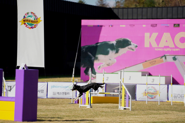 ‘2025 KAO 챔피언십’이 ‘2026 WAO 챔피언십’에 출전할 14개 대한민국 대표팀을 탄생시키며 성황리에 막을 내렸다