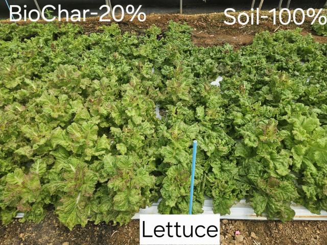 상추. 왼쪽이 바이오차 20%(흙 80%), 오른쪽은 흙 100%