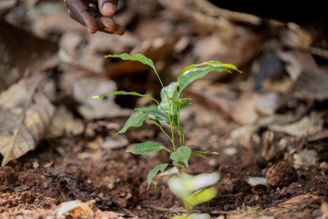 네슬레코리아, 커피부터 초콜릿까지 지속가능성 선순환 구현 앞장