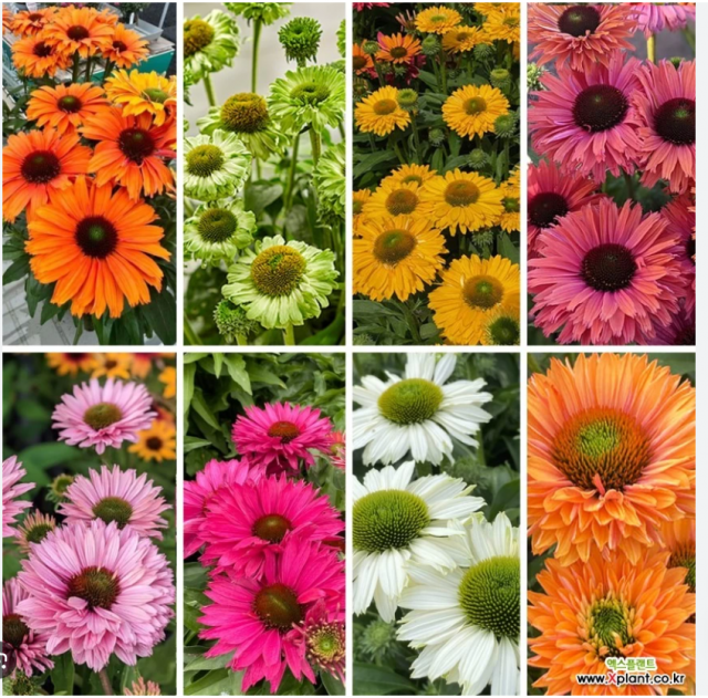 더케이플라워가 직접 재배해 단독 공급하는 ‘썬시커 에키네시아’ 8종