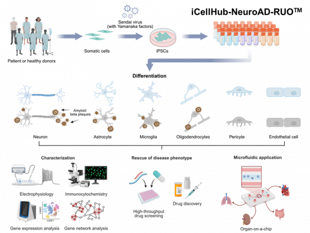 알츠하이머 세포주 구축 모식도
