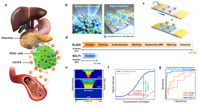 15분 만에 췌장암을 진단하는 SELFI 기술 개념도