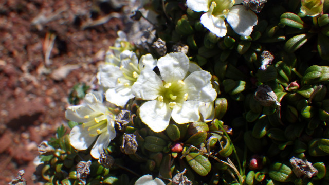 Figure 1: Pincushion plant (Diapensia lapponica) in bloom, growing in alpine rocky areas. Its distribution in Japan extends from the Chubu region of Honshu to Hokkaido.