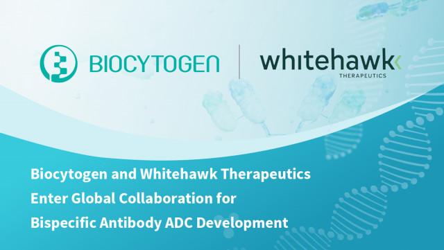 Biocytogen and Whitehawk Therapeutics Enter Global Collaboration for Bispecific Antibody ADC Development
