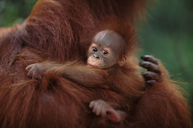 수마트라 오랑우탄(©naturepl.com Anup Shah WWF)