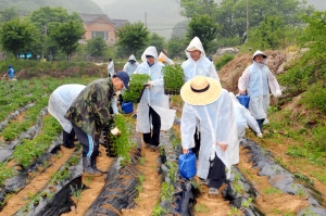 한국교직원공제회 임직원들은 비가 오는 궂은 날씨에도 불구하고 지난 14일 경기도 양평군 단월면 섬이마을을 찾아 고추 모종 심기 등의 뜻깊은 농촌 일손 돕기 봉사를 펼쳤다.