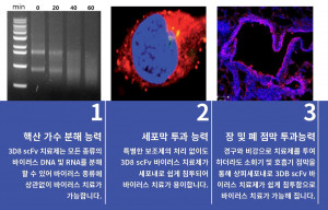 핵산가수분해 미니항체, 3D8 scFv의 3가지 특징