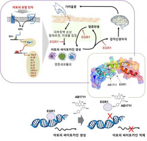 건국대학교 연구팀이 아토피 피부염 억제물질을 개발했다