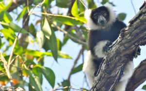 메리케이, 아버데이 재단과 함께 멸종위기 취약종 보존 위한 마다가스카르 재식림 프로젝트 마쳐