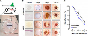 생체 내 상처 모델에서 hSKE 이식에 따른 치료 효능 평가, 상처 치유 모델 제작 및 hSKE 보존을 위한 모식도