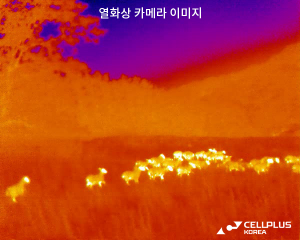 주변 조명이 전혀 없는 어두운 산간지역에서 셀플러스 열화상 카메라로 촬영한 양떼 모습