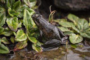 Molo Frog(학명: Amietia wittei)