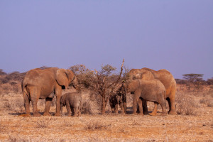 가뭄 기간에 나무를 먹고 있는 코끼리(© WWF-US/ Bruce D. Taubert)