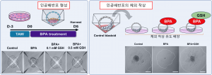 건국대학교 첨단바이오공학부 도정태 교수 연구팀이 난자 없이 줄기세포만으로 제작한 ‘인공배반포(blastoid)’를 이용해 환경호르몬 ‘비스페놀 A(BPA)’의 배아 독성을 평가하는 플랫폼 개발에 성공했다