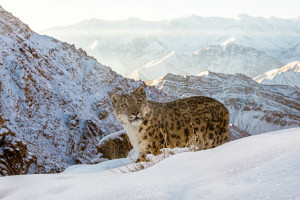 인도 히말라야 라다크(Ladakh) 산맥의 고지대에서 포착된 눈표범(© Sascha Fonseca, WWF-UK)