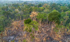 아마존 열대우림의 산림파괴 현장(제공: WWF)