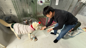 일산서구 자유로동물병원 최인학 원장이 녹십자수의약품의 먹이는 심장사상충 예방약 ‘파라오PI’를 유기견에게 처방하고 있다