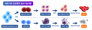 세포 기반 인공혈액 생산기술개발 모식도
