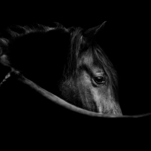 글로벌 컨설팅 조직인 다크 호스 컨설팅 그룹(Dark Horse Consulting Group, DHCG)은 독보적인 전문성을 바탕으로 세포·유전자 치료제의 개발과 전달을 가속화한다는 목표로 2014년에 설립됐다(이미지 출처: 다크호스컨설팅그룹 웹페이지)