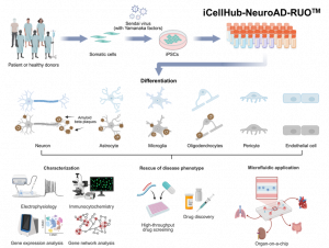 알츠하이머 세포주 구축 모식도