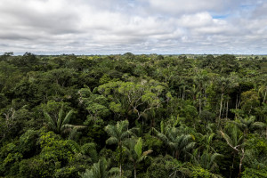 호세 이바녜스(José Ibañez) 농장 근처에 위치한 아마존 열대우림(제공: WWF)