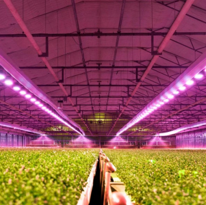 ams OSRAM, 원예용 조명을 위한 OSCONIQ™ P 3737 Gen 3 LED 제공