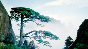 중국 동부 안후이성 남부에 위치한 황산(Huangshan)은 ‘옐로 마운틴(Yellow Mountain)’으로도 알려진 유명 산악지대로, 웅장한 화강암 봉우리와 고송(古松), 장관을 이루는 운해로 널리 알려져 있다(이미지 제공=황산관광개발)
