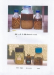 도토리추출물