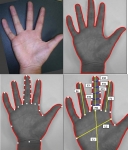 손 사진(1단계) -> 손 윤곽선 추출(2단계) -> 손 특정점 위치 추출(3단계) -> 주요데이터 추출(4단계)