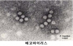 에코바이러스란 장내바이러스(Enterovirus) 속에 속하는 RNA 바이러스임
