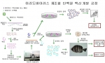 이리도바이러스 고효능 백신개발공정(국립수산과학원) 