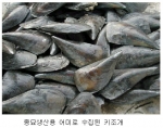 국립수산과학원(원장 김영규)은 키조개의 신양식산업을 창출하기 위하여 현재 자연종묘에만 의존하는 양식산업을 향후 5년 이내에 인공종묘로 50% 대체 목표로 기술개발에 착수 하였다고 