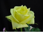 경기도농업기술원, 장미신품종 옐로우뷰티(Yellow Beauty) 개발